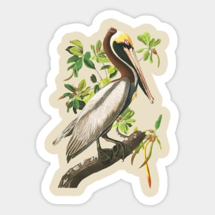 John James Audubons Brown Pelican Sticker